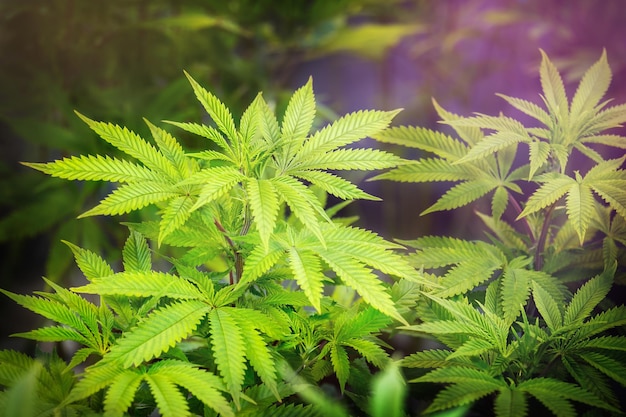 El cannabis medicinal El trasfondo natural