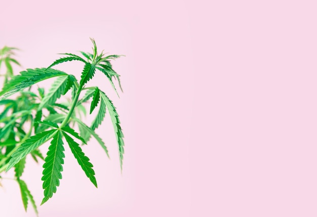 Cannabis planta maconha Cultivo de drogas legalizadas medicina alternativa