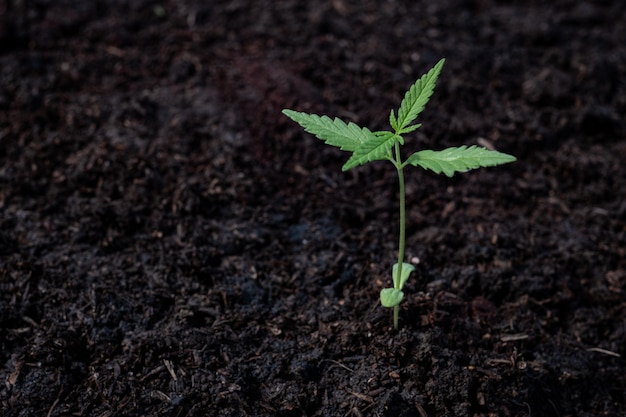 Cannabis-Sämling im Boden