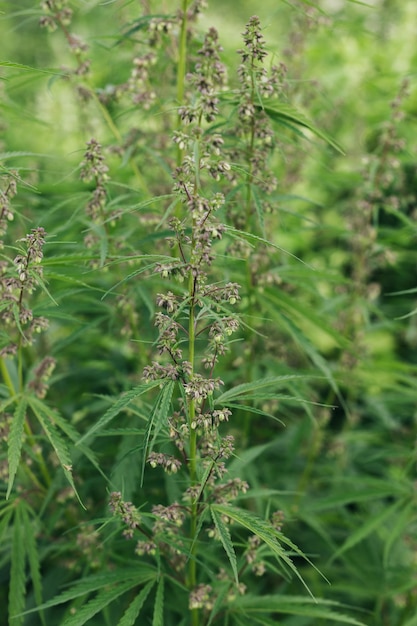 Cannabis Sativa flores sobre fondo verde Cannabis Sativa macho floreciendo en el jardín Cáñamo