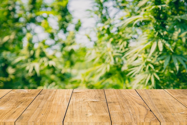 Cannabis sativa o planta verde de marihuana con espacio de mesa de madera para el fondo de productos de aceite de cáñamo