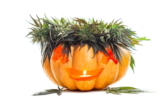 Cannabis- und Herbst-Halloween-Feiertage und Kürbis-Jack mit Marihuana-Blättern