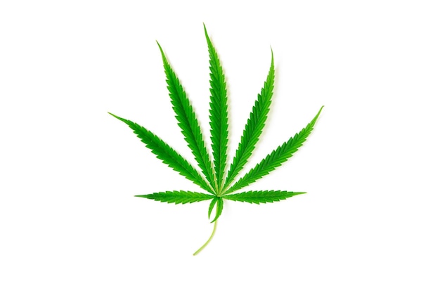 Cannabis verlassen isoliert auf weißem Hintergrund