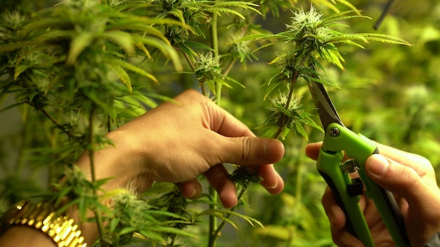 Cannabisbauer, der Cannabispflanze in einer heilenden Indoor-Cannabisfarm schneidet