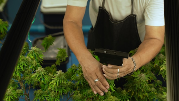 Cannabisbauern verwenden ein Mikroskop, um CBD in einer heilenden Cannabisfarm zu analysieren, bevor sie zur Herstellung von Cannabisprodukten ernten