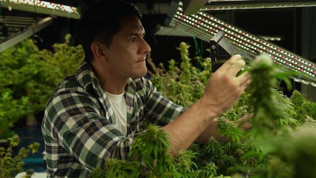 Cannabisbauern verwenden ein Mikroskop, um CBD in einer heilenden Cannabisfarm zu analysieren, bevor sie zur Herstellung von Cannabisprodukten ernten