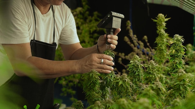 Cannabisbauern verwenden ein Mikroskop, um CBD in einer heilenden Cannabisfarm zu analysieren
