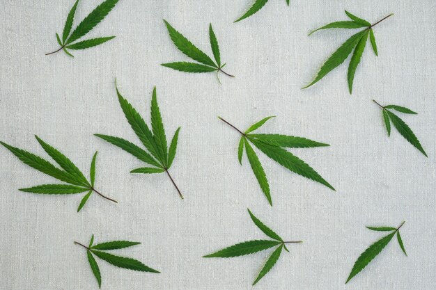 Cannabisblätter auf Hanfleinwand