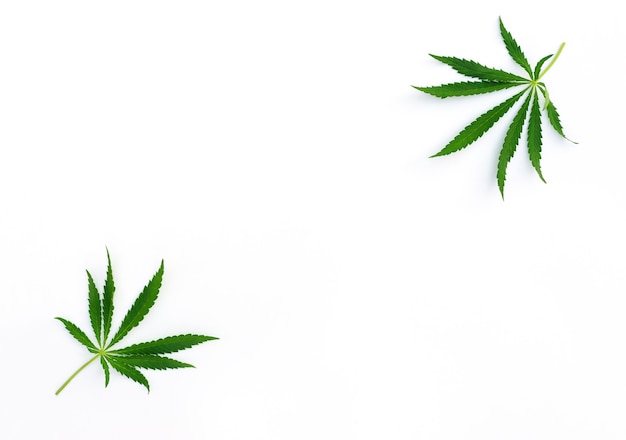 Cannabisblätter auf weißem Hintergrund Marihuana-Legalisierung