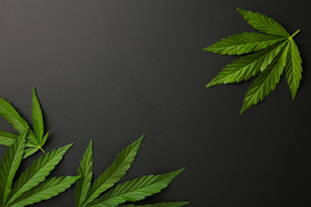 Cannabisblätter, Marihuanablätter auf Schwarz