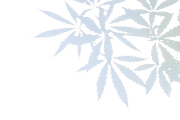 Foto cannabisblatt-kontrastschatten auf weißem hintergrund
