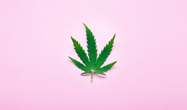 Cannabisblatt Unkraut ganja grüne Hanfblätter auf rosafarbenem Hintergrund. Medizinische Marihuanapflanze Cannabis Sativa. Unkraut legalisiert das Konzept des Rauchens von Drogen.