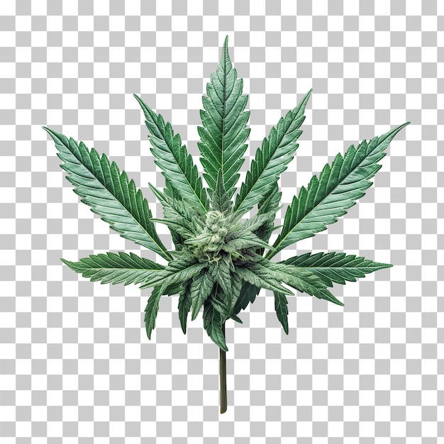 Foto cannabisblüte, isoliert auf durchsichtigem material