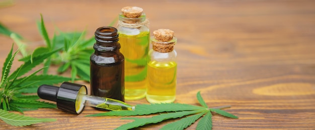 Cannabiskraut und Blätter zur Behandlung von Brühe, Tinktur, Extrakt, Öl.