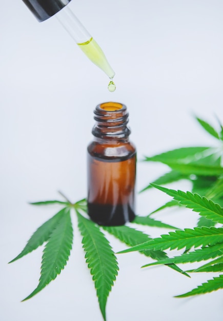 Cannabiskraut und Blätter zur Behandlung von Brühe, Tinktur, Extrakt, Öl.
