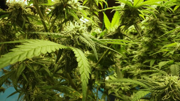 Foto cannabispflanze in einer cannabis-heilpflanze für medizinisches cannabisprodukt
