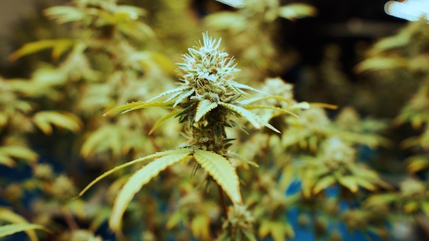 Cannabispflanze in einer heilenden Cannabis-Unkrautfarm für medizinisches Cannabisprodukt