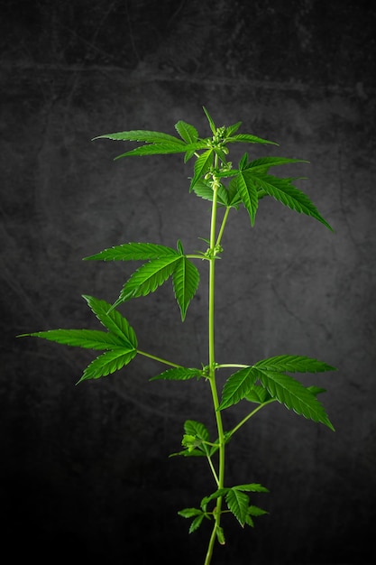 Cannabispflanze in einer schwarzen Szene