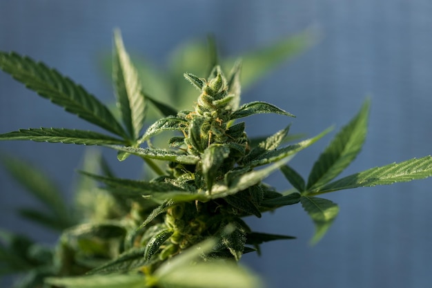 Cannabispflanze schöne Pflanzenblätter auf dunklem Hintergrund