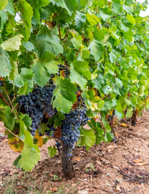 Cannonau-Traube im Weinberg, Jerzu Sardinia, Italien