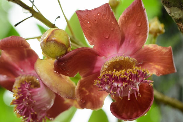 Cannonball Tree Pink Flower Macro