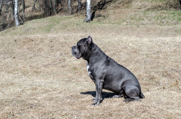 El cano de la raza del perro Corso gris se sienta en hierba seca.