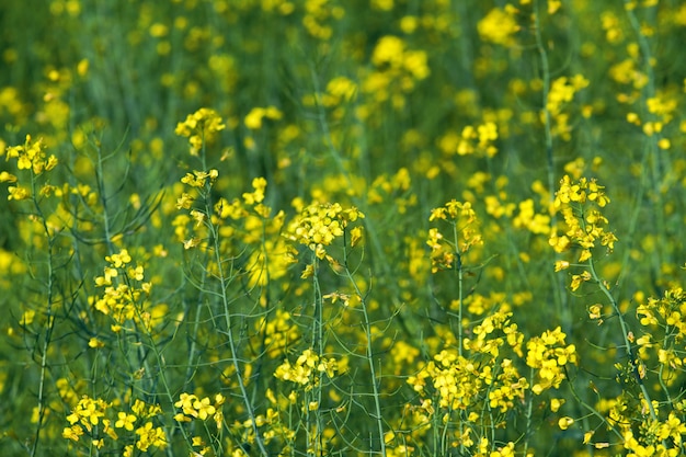 Canola amarilla floreciente