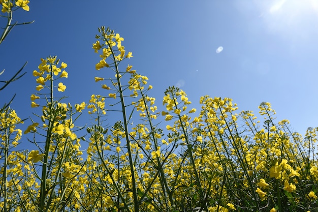 Canola, campos, em, a, Ampurdan, perto, Monells, província girona, catalonia, espanha