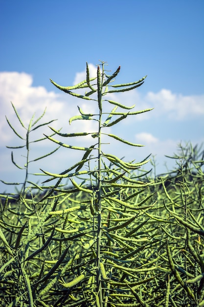 Una canola plana de colza, cubierta de vainas, llena de frijoles, contra el cielo.