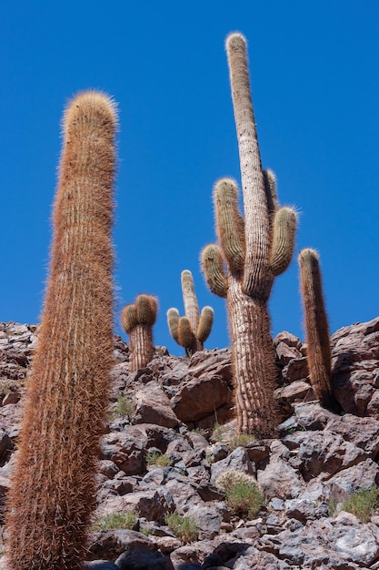 Cañón de cactus en el desierto de Atacama Chile