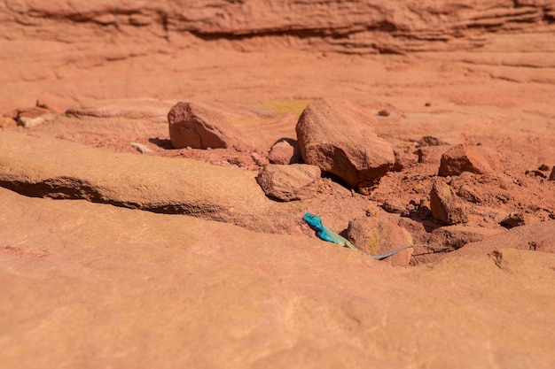 Cañón de color es una formación rocosa en el sur de Sinaí, Egipto, rocas del desierto de arenisca multicolor