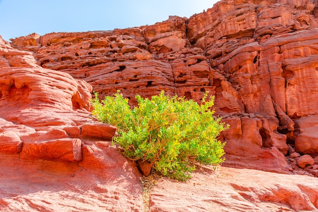 Cañón de color en la península del Sinaí, hermosas piedras de piedra caliza curvadas, plantas entre las piedras