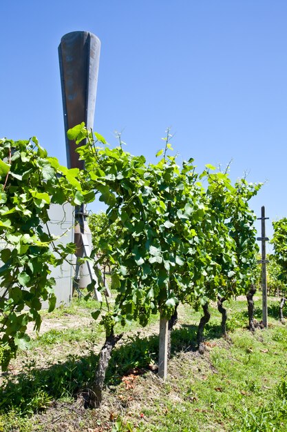 Cañón de granizo en viñedo italiano, área de Monferrato y Langhe, región de Piemonte.