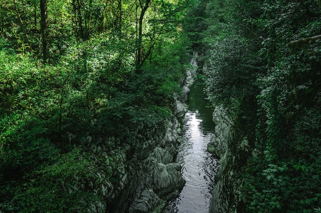 Cañón, río de montaña fluye entre White Rocks, paisaje de bosque subtropical. Bosque de tejo-boj, Parque Nacional de Sochi