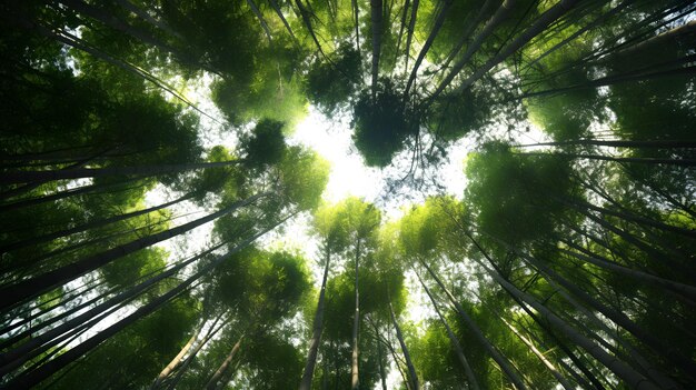 Canopy de árvores acima na cena da floresta