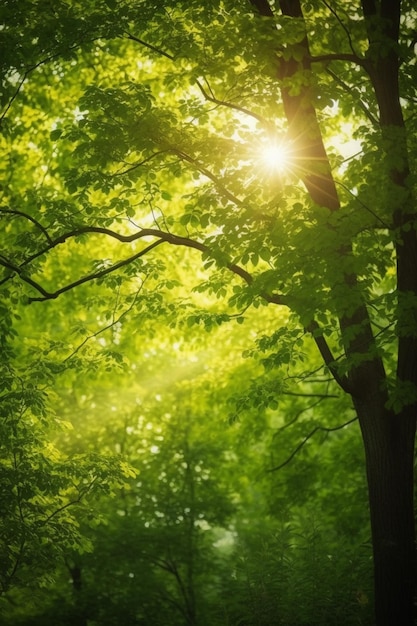 Canopy Sunkissed Una vista de las exuberantes copas de los árboles verdes con los rayos del sol atravesando las hojas