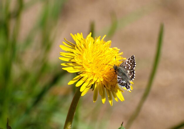 Canoso Skipper Butterfly Pyrgus malvae en una flor de diente de león en una mañana de mayo en la región de Moscú