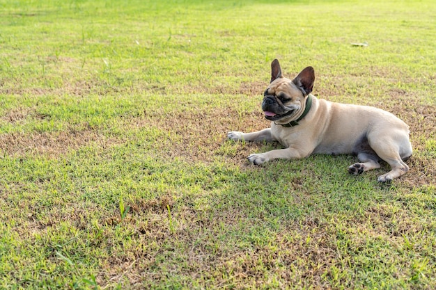 Cansado cão deitado na pastagem ao entardecer