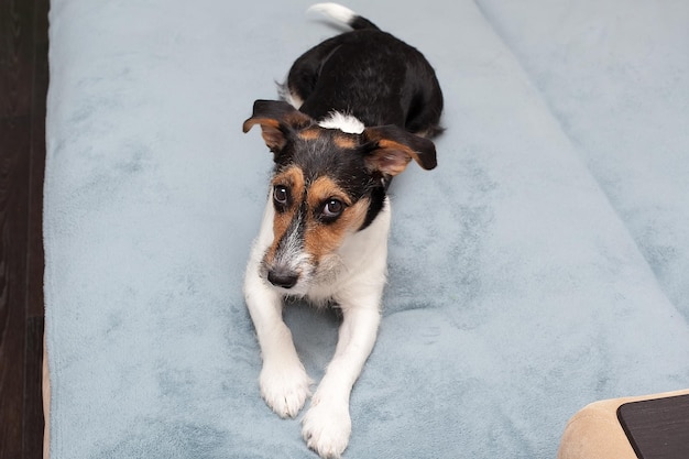 Cansado cão Jack Russell terrier após aparar mentiras e erros