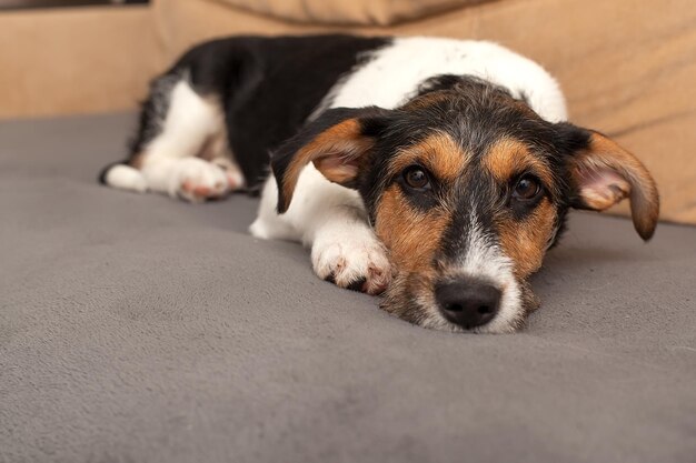 Cansado e preguiçoso cão jack russell terrier adormece deitado no sofá relaxando em casa closeup Cão esperando pelo dono em casa Cão de estimação no sofá na sala parecendo triste entediado solitário doente exausto