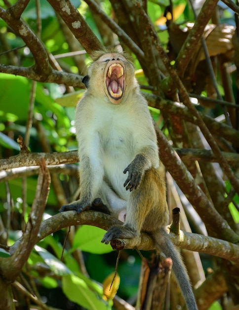 Cansado mono macaco bostezando en una rama de árbol boca abierta