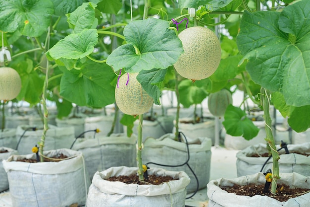 Foto cantaloup-melone, die im gewächshausbauernhof wächst