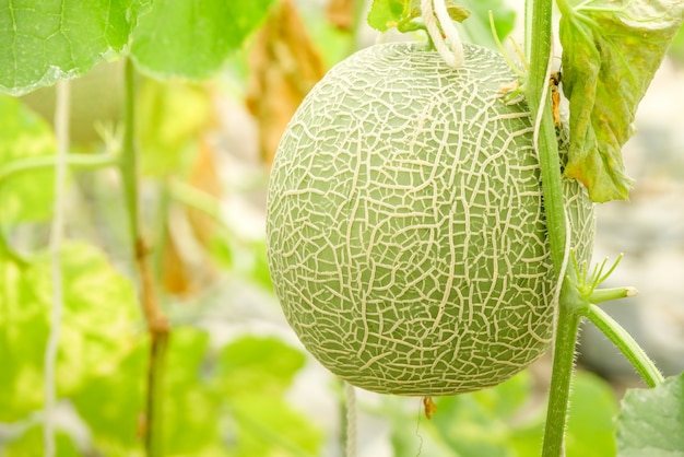 Cantaloupe-Melonen, die in einem Gewächshaus wachsen und von String-Melonennetzen unterstützt werden