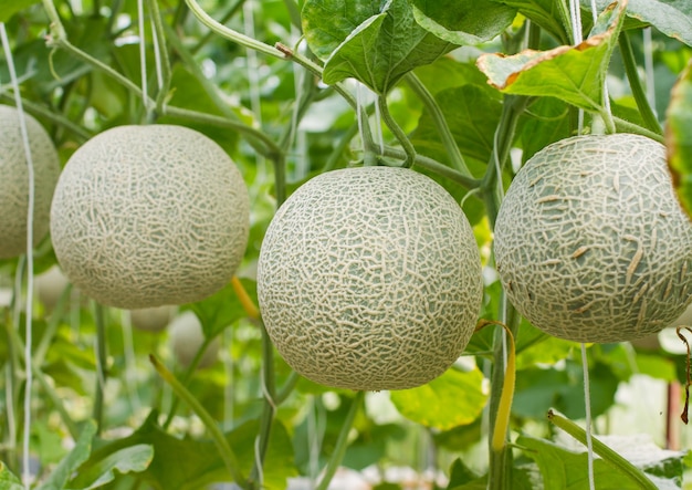 Cantaloupe verde japonês. Melão fresco na árvore no jardim