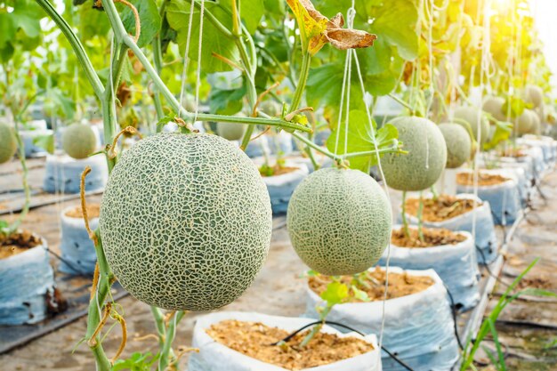 Cantalupo verde japonês. Melão fresco na árvore no jardim.