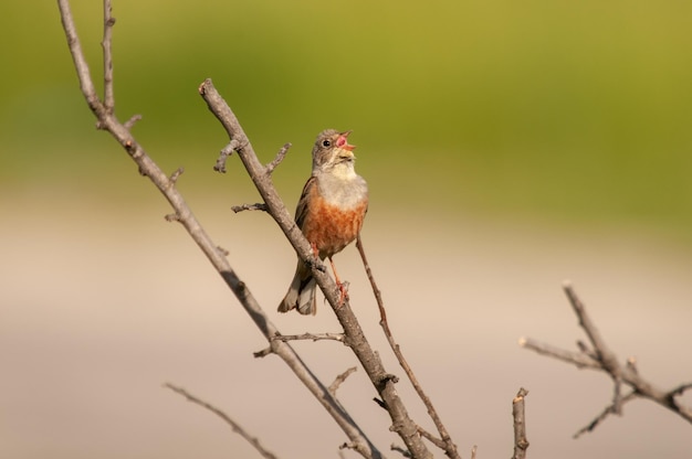 Cantando ortolan bunting no galho emberiza hortulana