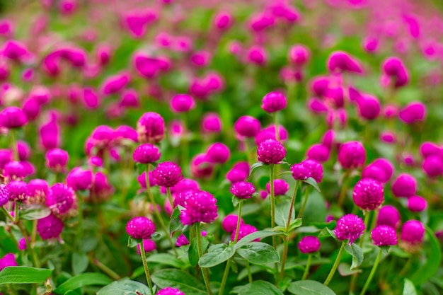 Canteiro de flores brilhantes e suculentas de flores roxas gomphren