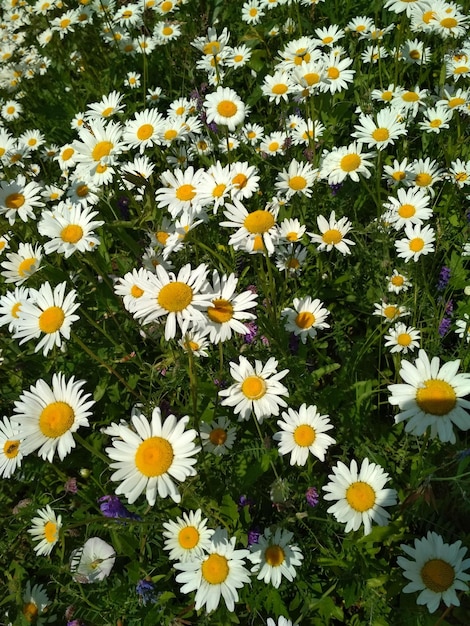 canteiro de flores, canteiro de flores, brilhante, linda, flores, branco, margaridas, floricultura, jardinagem, ao ar livre
