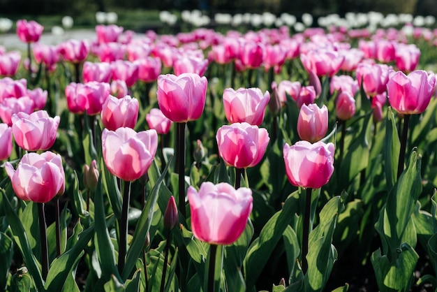 Canteiro de flores colorido com tulipas cor de rosa