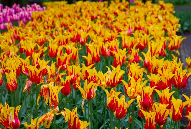 Canteiro de flores colorido de tulipas no jardim Keukenhof, na Holanda